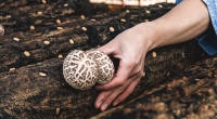 자연이 키운다 느림의 미학이 지킨 표고버섯 지리일품농산