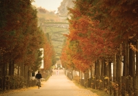 아산에서 만나는 가을의 진경 황금빛 은행나무길, 성당 종소리에 마음을 어루만지다