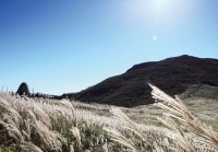 억새바다 바람에 출렁이다 울산 간월재